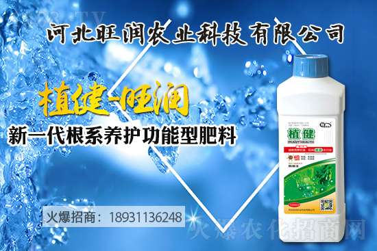 藍(lán)莓樹苗怎么種植？藍(lán)莓樹苗的種植及修剪除草技術(shù)！