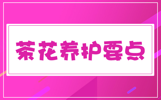 茶花養(yǎng)護要點