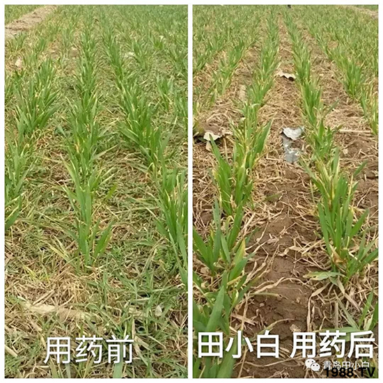 小麥雜草，節(jié)節(jié)麥泛濫成災(zāi)，怎么辦？小麥除草劑怎么選