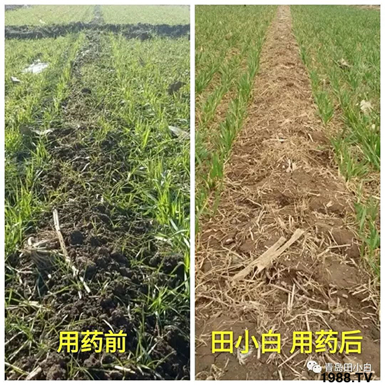 小麥雜草，節(jié)節(jié)麥泛濫成災(zāi)，怎么辦？小麥除草劑怎么選