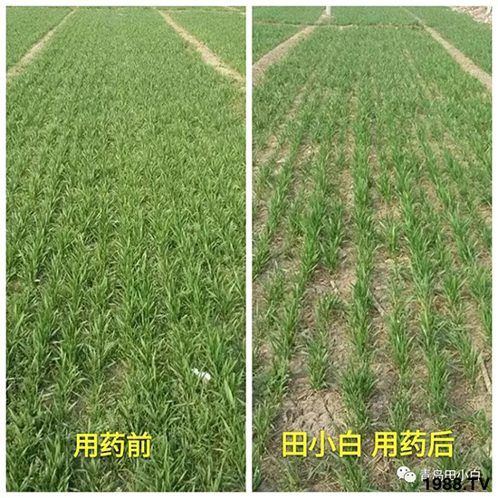 小麥雜草，節(jié)節(jié)麥泛濫成災(zāi)，怎么辦？小麥除草劑怎么選