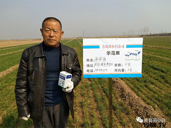 小麥雜草，節(jié)節(jié)麥泛濫成災(zāi)，怎么辦？小麥除草劑怎么選