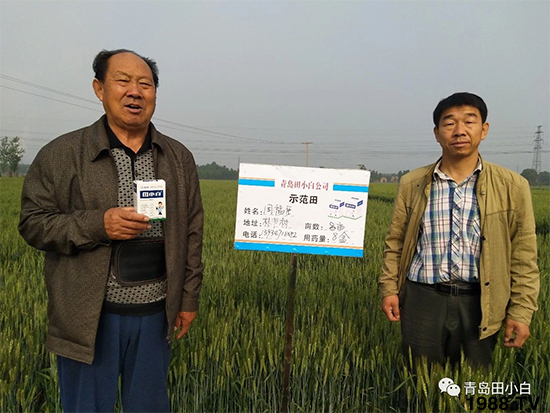 小麥雜草，節(jié)節(jié)麥泛濫成災(zāi)，怎么辦？小麥除草劑怎么選