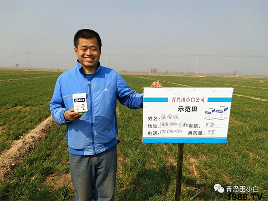 小麥雜草，節(jié)節(jié)麥泛濫成災(zāi)，怎么辦？小麥除草劑怎么選