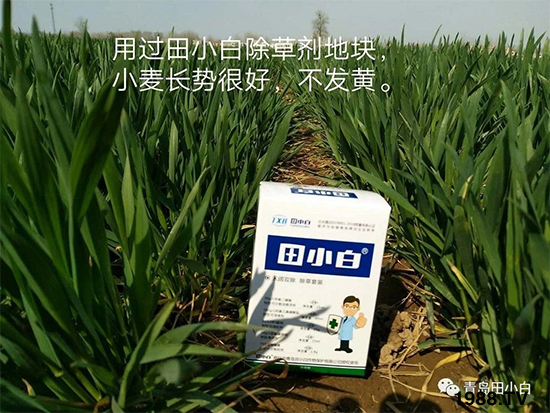 小麥雜草，節(jié)節(jié)麥泛濫成災(zāi)，怎么辦？小麥除草劑怎么選