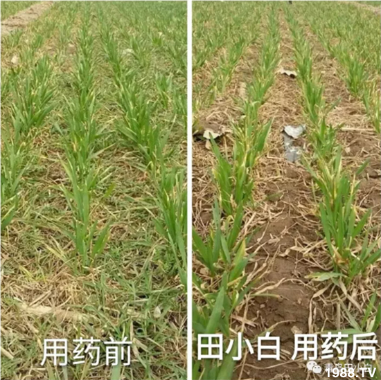 節(jié)節(jié)麥危害嚴(yán)重怎么打？用什么藥劑效果好？