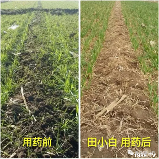 節(jié)節(jié)麥危害嚴(yán)重怎么打？用什么藥劑效果好？