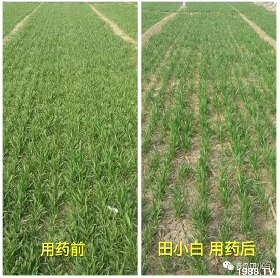 節(jié)節(jié)麥危害嚴(yán)重怎么打？用什么藥劑效果好？