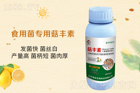 平菇栽培要點(diǎn)，需要注意哪些事項(xiàng)？