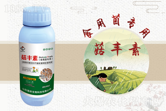 平菇栽培要點(diǎn)，需要注意哪些事項(xiàng)？