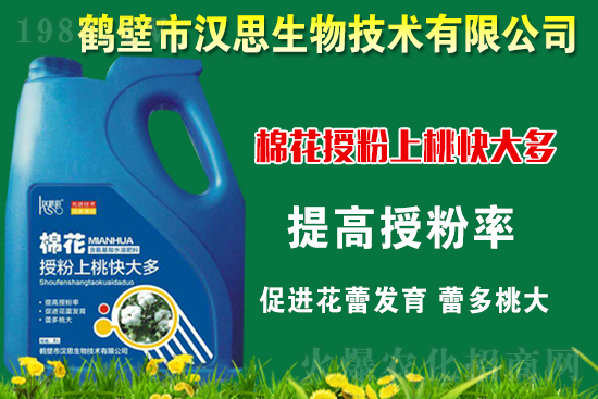 棉花種植怎么管理？棉花各生長期管理要點(diǎn)