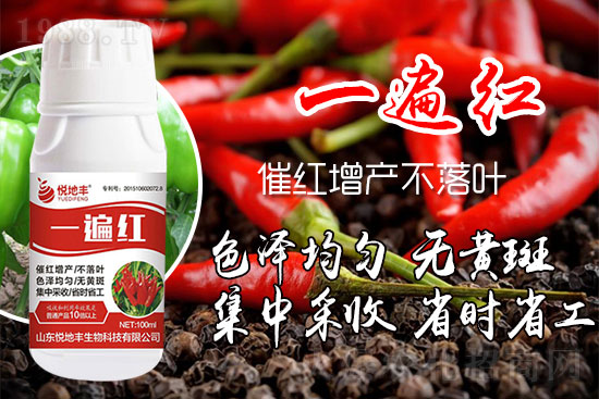 辣椒催紅措施怎么做？辣椒如何提前上市？辣椒催紅藥什么時(shí)候打好？