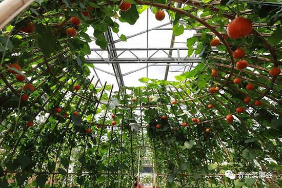 第二十三屆壽光菜博會7