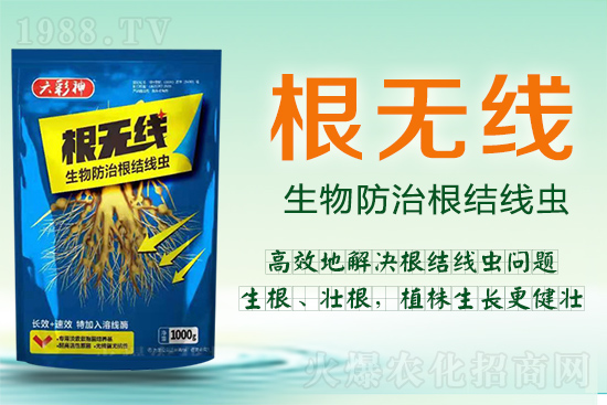 根結(jié)線蟲殺死容易殺絕難！這樣防治效果好到驚人！