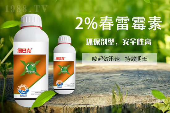 番茄潰瘍病怎么辦？聽聽專家怎么說！