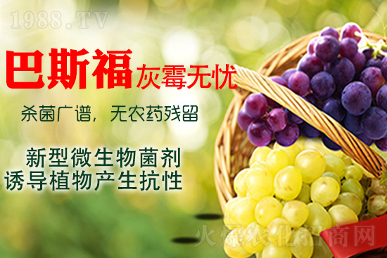 葡萄灰霉病該如何解決？灰霉病用藥建議！