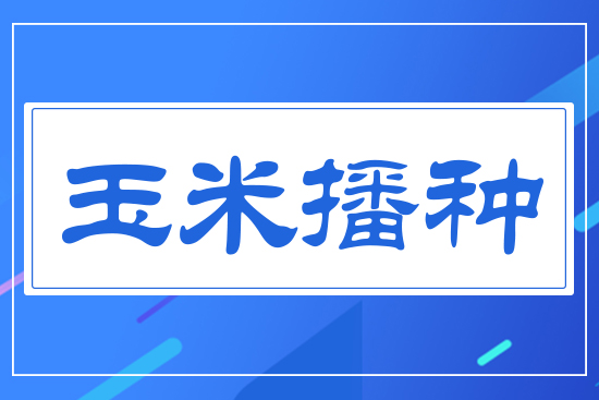 玉米播種