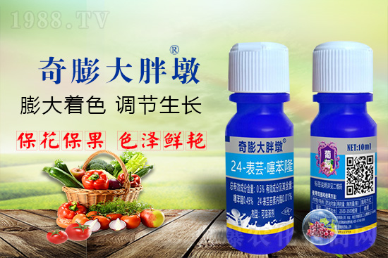     “作物要高產(chǎn)，膨果是關(guān)鍵！”果實(shí)膨大快、轉(zhuǎn)色好、賣相佳，后期的產(chǎn)量和品質(zhì)才有。近來(lái)許多的果農(nóng)菜農(nóng)紛紛反映自家的作物坐不住果、膨果慢甚至不膨果，即便膨果，后期軟果空果等情況頻繁發(fā)生，