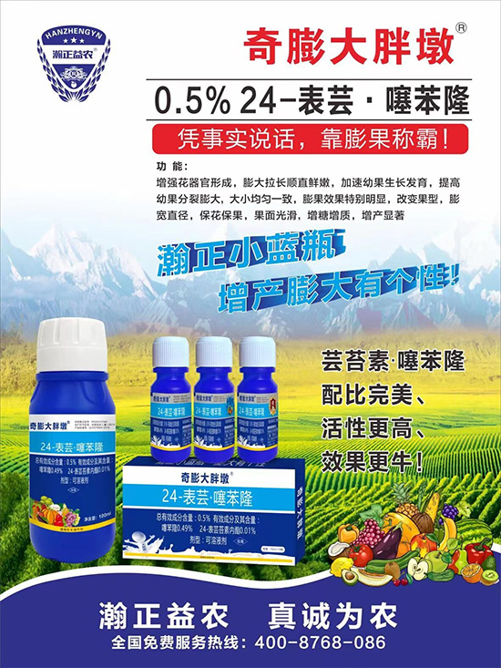     “作物要高產(chǎn)，膨果是關(guān)鍵！”果實(shí)膨大快、轉(zhuǎn)色好、賣相佳，后期的產(chǎn)量和品質(zhì)才有。近來(lái)許多的果農(nóng)菜農(nóng)紛紛反映自家的作物坐不住果、膨果慢甚至不膨果，即便膨果，后期軟果空果等情況頻繁發(fā)生，
