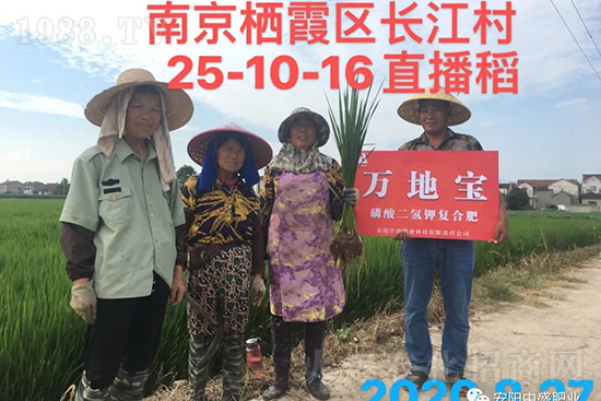 水稻分蘗不好對產量有多大影響？促進水稻分蘗怎么做？