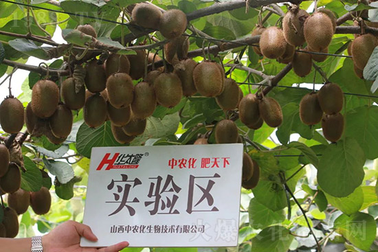 獼猴桃需肥特點有哪些？獼猴桃膨大肥怎么施