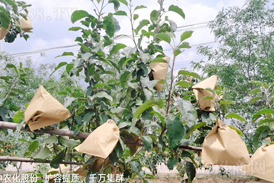     果實套袋后可減少農(nóng)藥殘留，改善果子的外觀品質(zhì)，可大大提高果品賣相，更容易出售并賣出高價，所以果樹套袋目前仍然是我國果園的主要管理方法，套袋蘋果表光就是好，也少病害。