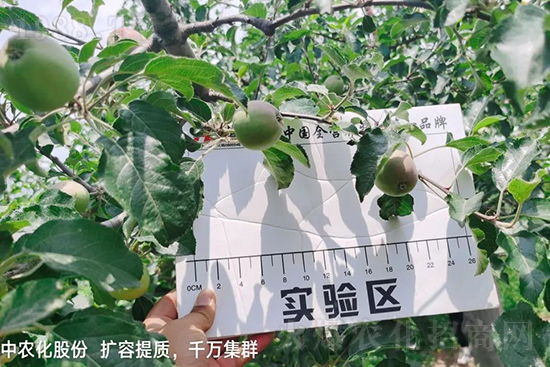     果實套袋后可減少農(nóng)藥殘留，改善果子的外觀品質(zhì)，可大大提高果品賣相，更容易出售并賣出高價，所以果樹套袋目前仍然是我國果園的主要管理方法，套袋蘋果表光就是好，也少病害。