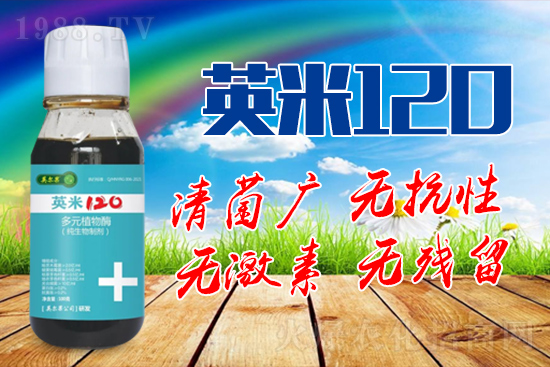 枸杞白粉病的癥狀是什么？枸杞白粉病防治方法！