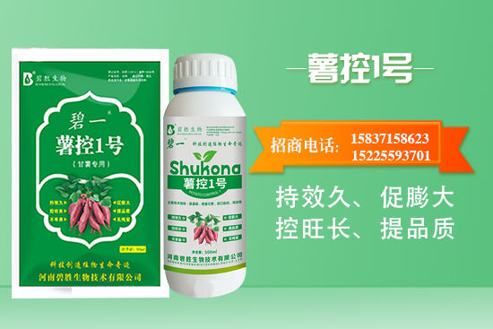 紅薯如何控旺？紅薯控旺有哪些措施？控旺產(chǎn)品怎么選？