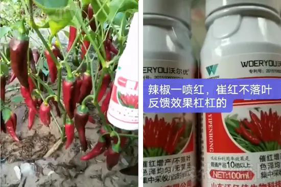增紅率提高95%！催紅不落葉！收入翻幾番！就用辣椒一噴紅！