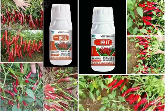 增紅率提高95%！催紅不落葉！收入翻幾番！就用辣椒一噴紅！