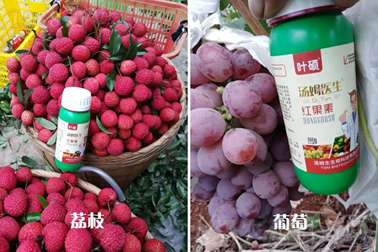 紅果素—只為轉(zhuǎn)色而生！轉(zhuǎn)色快、高，催紅不用愁！