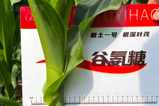 渾源玉米頂呱呱，營養(yǎng)補(bǔ)充全靠它