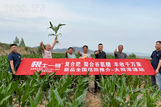 渾源玉米頂呱呱，營養(yǎng)補(bǔ)充全靠它