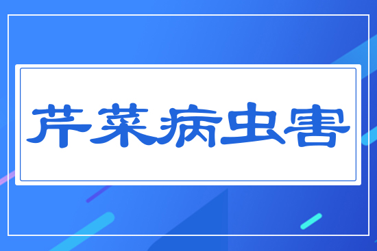 芹菜病蟲(chóng)害