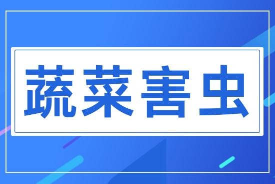 蔬菜害蟲(chóng)